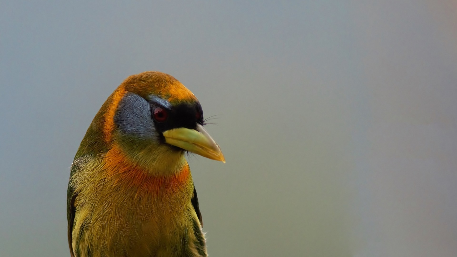 Red-headed Barbet — Ana fotoğraf